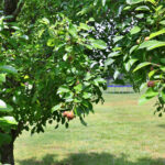 Fruit trees on 5 acres with beautiful log cabin