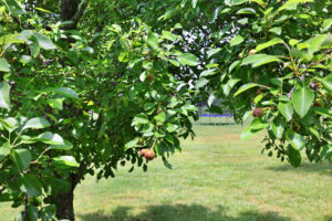 Fruit trees on 5 acres with beautiful log cabin