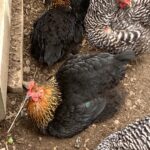 Chickens at Live-onsite auction with NashvilleAuctions