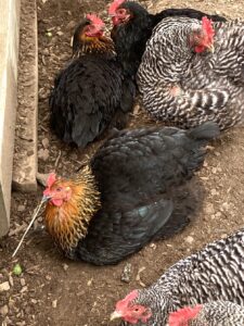 Chickens at Live-onsite auction with NashvilleAuctions