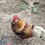 Chickens at Live-onsite auction with NashvilleAuctions