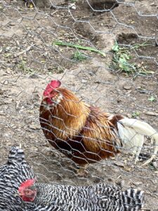 Chickens at Live-onsite auction with NashvilleAuctions
